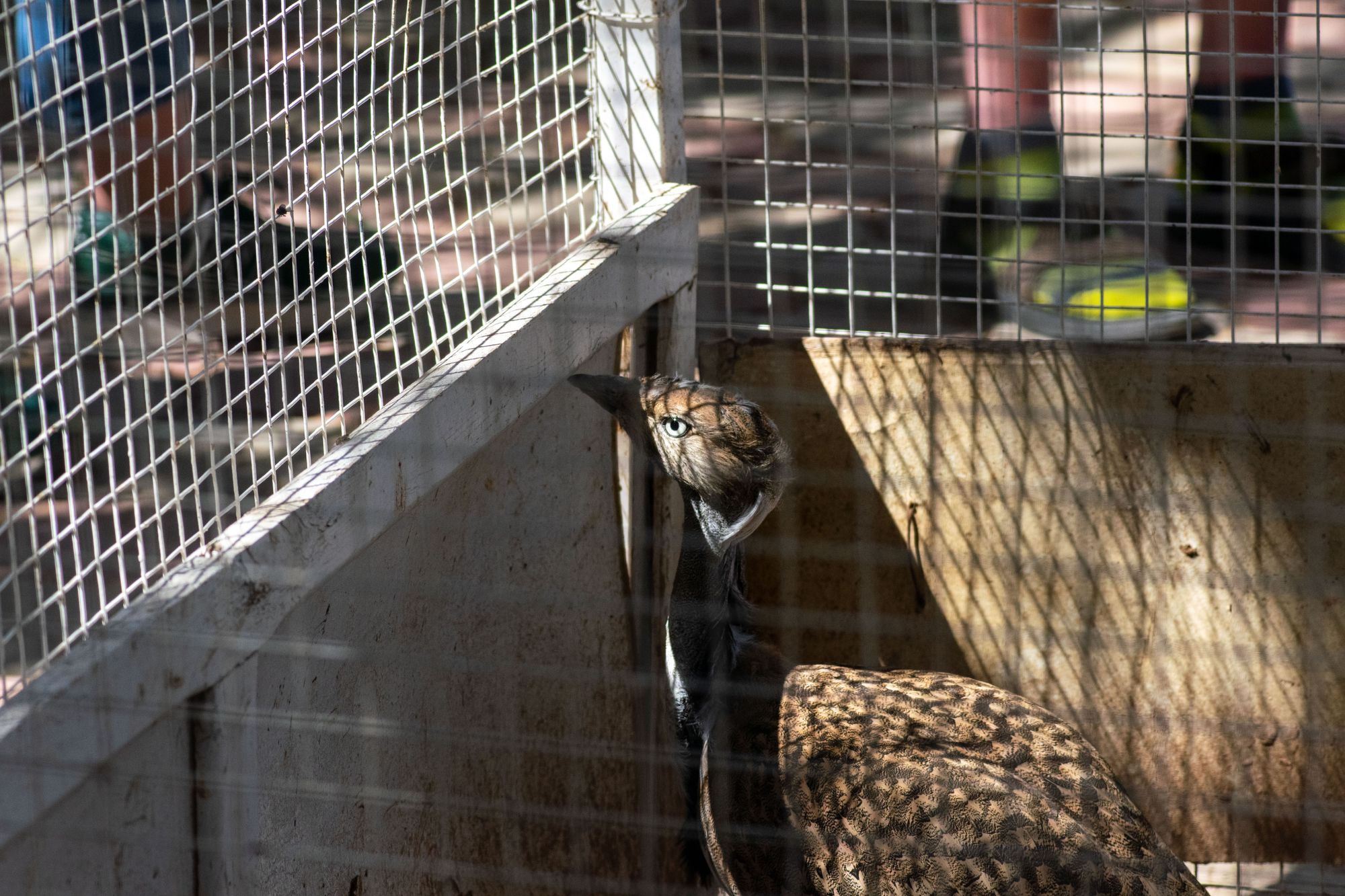 Houbara bustard keeping a watchful eye on its observers.
