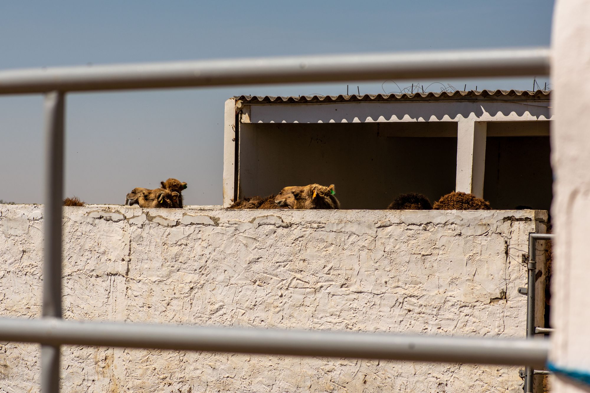 The adults could just barely see over the wall of their residence in order to check out their surroundings.