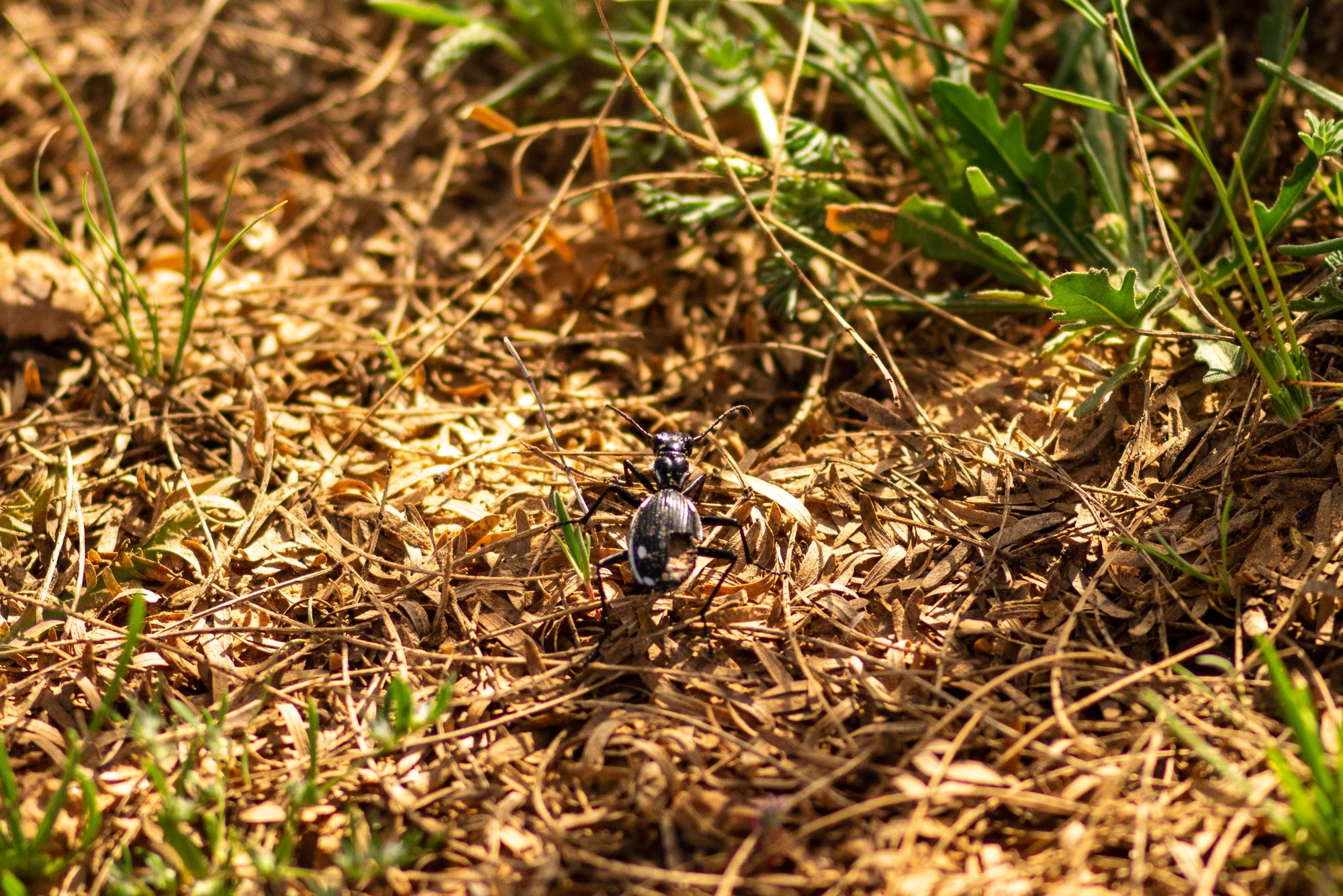 Anthia sexmaculata, hurt