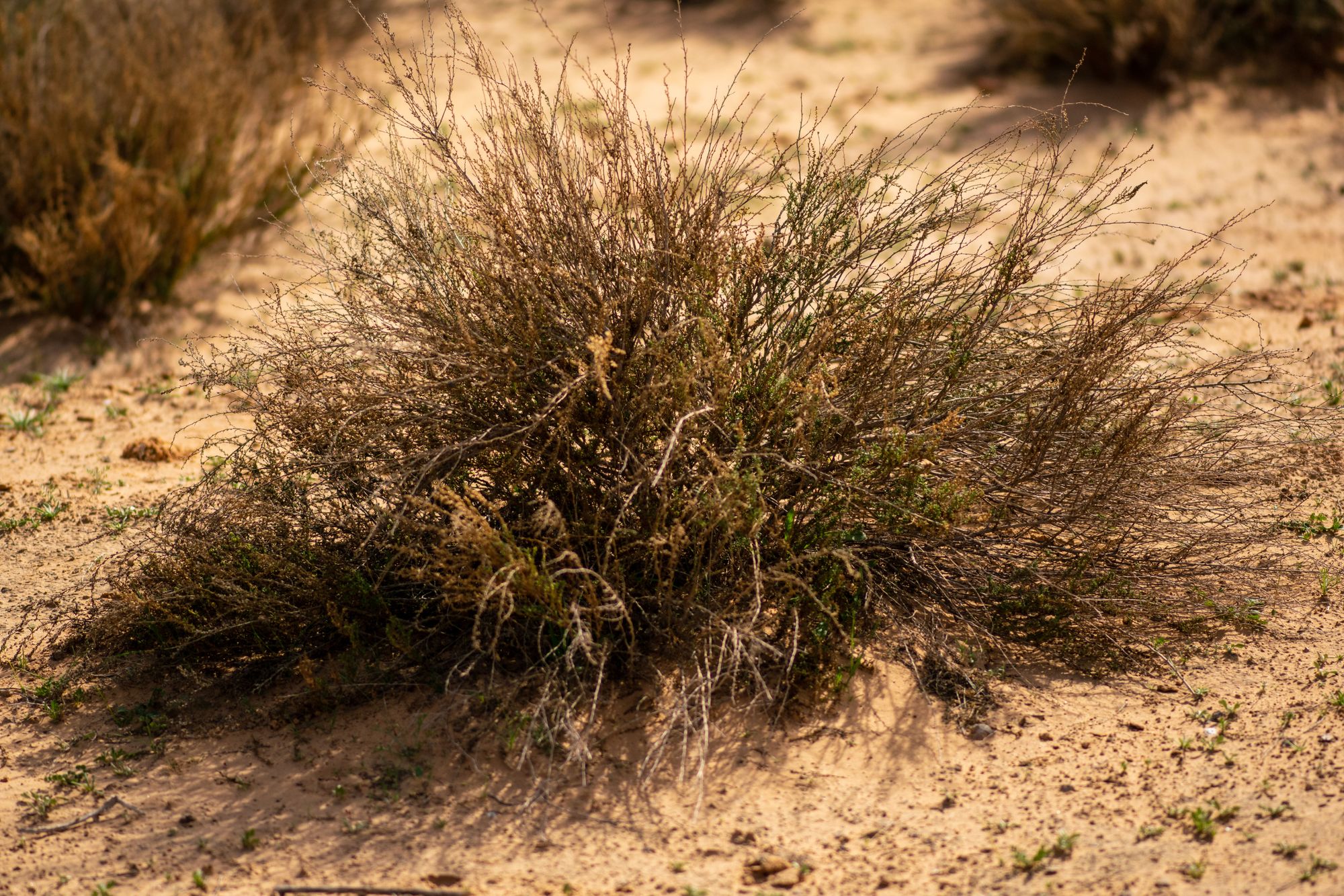 This is the type of shrubbery you might expect to find this particular species in. Again, this is all around the wadi by IRA.