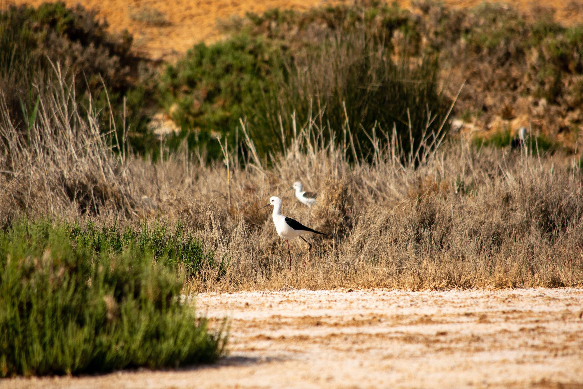 A Black-tailed stilt waits with a friend.
