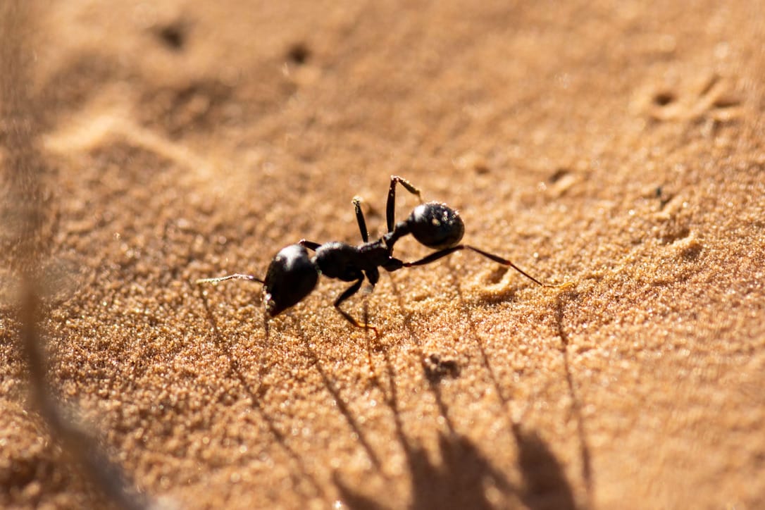 More Medenine Wildlife